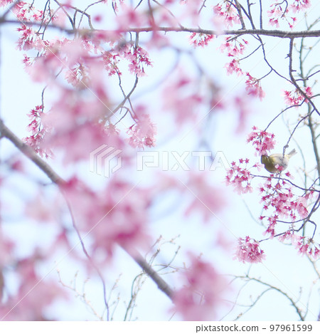 Pink petals and white-eye Pink petals and white-eye 97961599