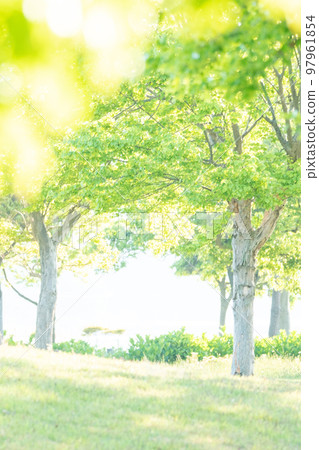 公園清晨樹蔭清新綠色生態形象 公園清晨樹蔭清新綠色生態形象 97961854