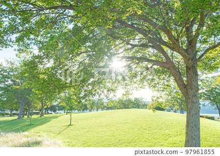 公園清晨樹蔭清新綠色生態形象 公園清晨樹蔭清新綠色生態形象 97961855