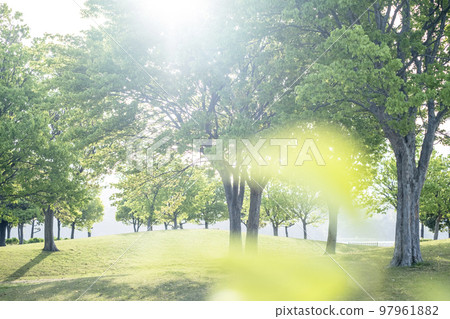 公園清晨樹蔭清新綠色生態形象 97961882