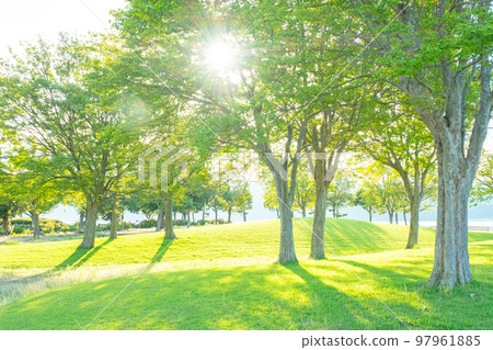 公園清晨樹蔭清新綠色生態形象 97961885