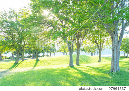 公園清晨樹蔭清新綠色生態形象 97961887