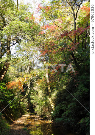 一條林間小道，溪水潺潺，落葉堆積成深綠色。 97962036