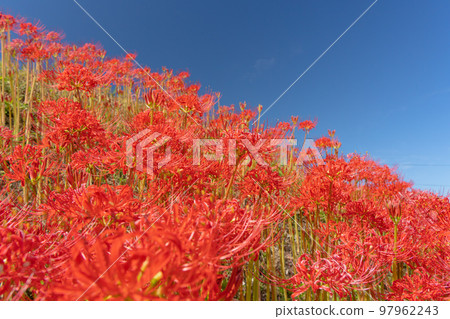 Cluster amaryllis around the pond Cluster amaryllis around the pond 97962243