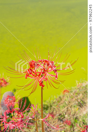 Cluster amaryllis around the pond Cluster amaryllis around the pond 97962245