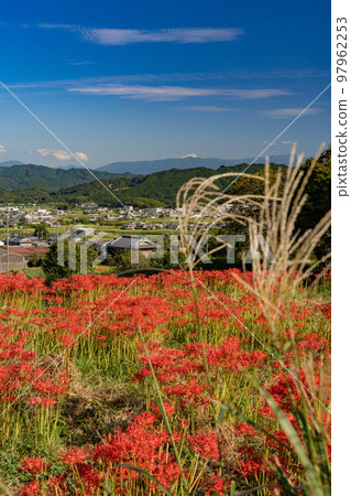 Cluster amaryllis around Kuhonji Temple Cluster amaryllis around Kuhonji Temple 97962253