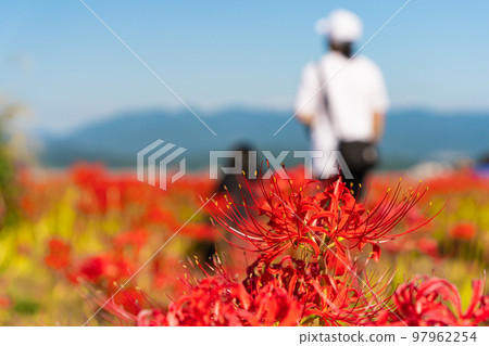 九本寺周圍的簇狀孤挺花 97962254