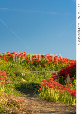 Cluster amaryllis around Hitokotonushi Shrine Cluster amaryllis around Hitokotonushi Shrine 97962257