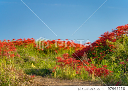 一琴主神社周圍的簇狀孤挺花 97962258