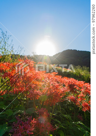 Cluster amaryllis around Hitokotonushi Shrine 97962260