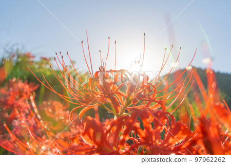 一琴主神社周圍的簇狀孤挺花 97962262