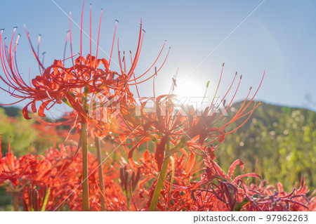 Cluster amaryllis around Hitokotonushi Shrine Cluster amaryllis around Hitokotonushi Shrine 97962263