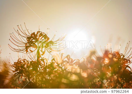 Cluster amaryllis around Hitokotonushi Shrine Cluster amaryllis around Hitokotonushi Shrine 97962264