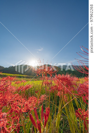 Cluster amaryllis around Hitokotonushi Shrine 97962268