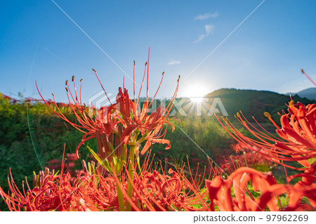 Cluster amaryllis around Hitokotonushi Shrine Cluster amaryllis around Hitokotonushi Shrine 97962269