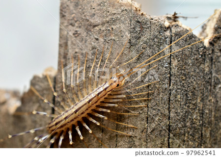 The common flycatcher sits on a tree. 97962541