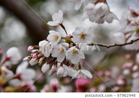 染井吉野開花了 染井吉野開花了 97962946