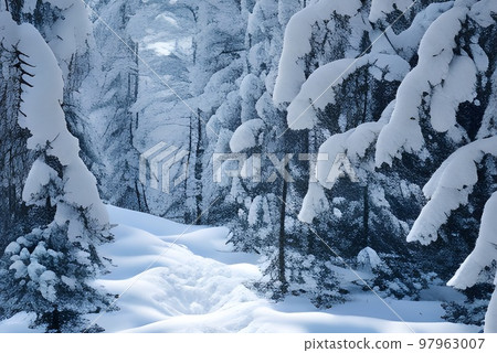 雪中的森林 97963007