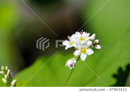 白色、小巧、可愛的蕎麥花，在山上野生生長（微距特寫攝影） 97963012