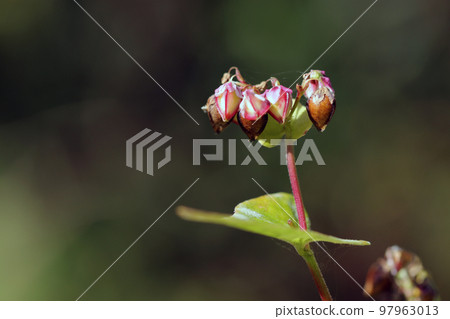 In autumn, buckwheat flowers wither and grow into seeds that become buckwheat seeds (macro close-up photography) In autumn, buckwheat flowers wither and grow into seeds that become buckwheat seeds (macro close-up photography) 97963013