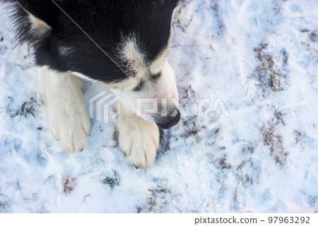 Siberian Husky dog lies on the on snow background. Siberian Husky dog black 97963292