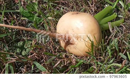 Fresh yellow turnip. Background of Russian turnips. Yellow turnips on the grass in the garden. Fresh yellow turnip. Background of Russian turnips. Yellow turnips on the grass in the garden. 97963605