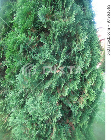 The green fern and grass in the deciduous forest 97963665
