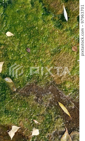 Natural textured background.Background with polluted water with algae. Green colors. The concept is to preserve nature. Natural textured background.Background with polluted water with algae. Green colors. The concept is to preserve nature. 97963701