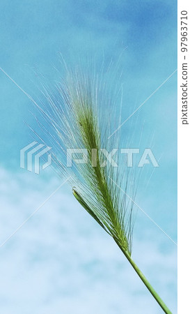 Steppe grass grass on the background of blue sky and white clouds. Steppe grass grass on the background of blue sky and white clouds. 97963710