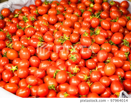 Fresh cherry tomato texture background. 97964014