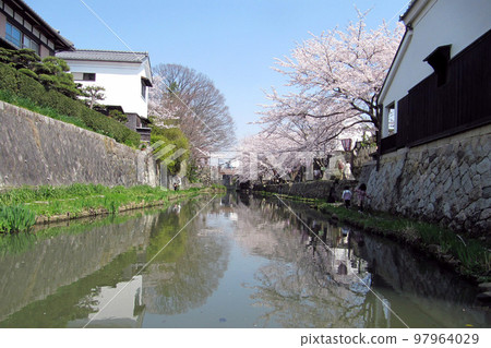Hachimanbori in spring with cherry blossoms / Omihachiman City, Shiga Prefecture 97964029