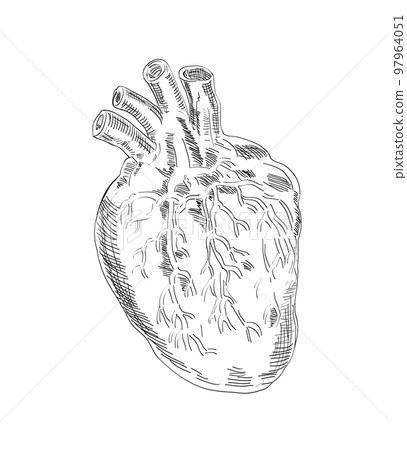 Heart Anatomy Drawing Black and White Isolated 97964051