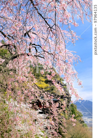 布引觀音櫻花 布引觀音櫻花 97964135