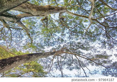 Landscape the big tree  97964187