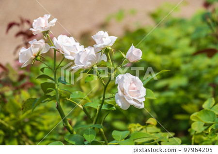 Bush white blooming rose. Growing roses. A lot of beautiful blooming roses. Buds of a white rose. 97964205