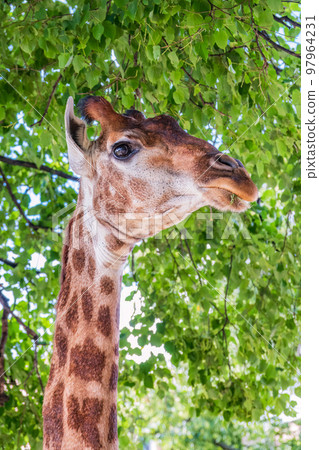 Close-up giraffe head on green leaves background Close-up giraffe head on green leaves background 97964231