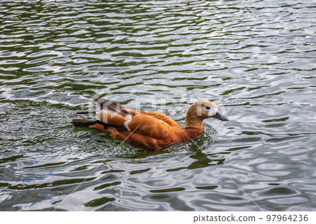 Ruddy Shelduck, or red duck, lat. Tadorna ferruginea, swimming on a lake. Ruddy Shelduck, or red duck, lat. Tadorna ferruginea, swimming on a lake. 97964236