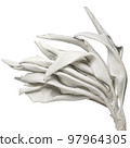 white sage with sprig 97964305