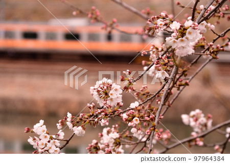 染井吉野遠橙車 97964384