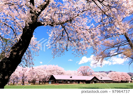 Cherry blossoms at Nagano Farm 97964737