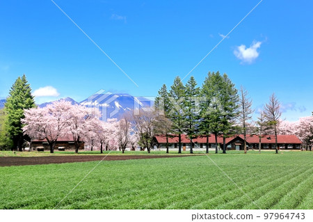 Cherry blossoms at Nagano Farm 97964743