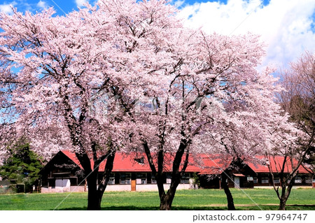 Cherry blossoms at Nagano Farm Cherry blossoms at Nagano Farm 97964747