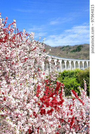 上田羅馬橋和花桃 上田羅馬橋和花桃 97964815