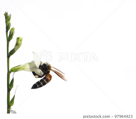 Giant honey bee seeking nectar on white Chinese violet or coromandel or creeping foxglove ( Asystasia gangetica ) blossom in field isolated on white background, Giant honey bee seeking nectar on white Chinese violet or coromandel or creeping foxglove ( Asystasia gangetica ) blossom in field isolated on white background, 97964923