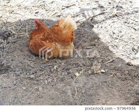 ISA Brown hen crouching on gray dirt land in farm, Reddish brown and red color of chicken feather ISA Brown hen crouching on gray dirt land in farm, Reddish brown and red color of chicken feather 97964936