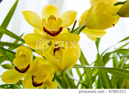 黃色蘭花、大花蕙蘭 黃色蘭花、大花蕙蘭 97965351