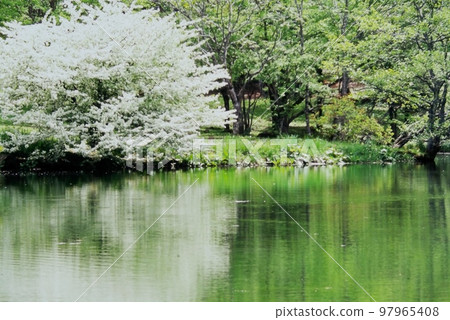 在小出池岸邊盛開的純白花朵 在小出池岸邊盛開的純白花朵 97965408