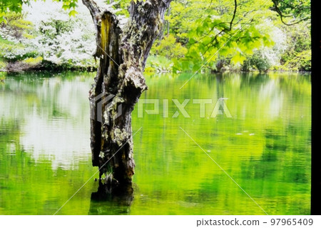 Komade Pond 的水面反射著新鮮的綠樹 Komade Pond 的水面反射著新鮮的綠樹 97965409