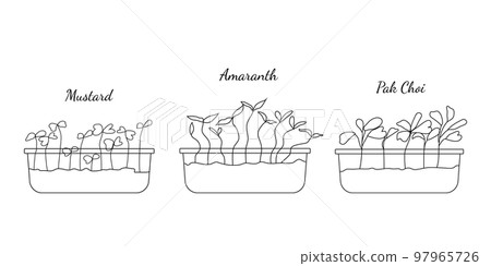 Hand drawn set if micro greens. Vector illustration in sketch style isolated on white background. Hand drawn set if micro greens. Vector illustration in sketch style isolated on white background. 97965726