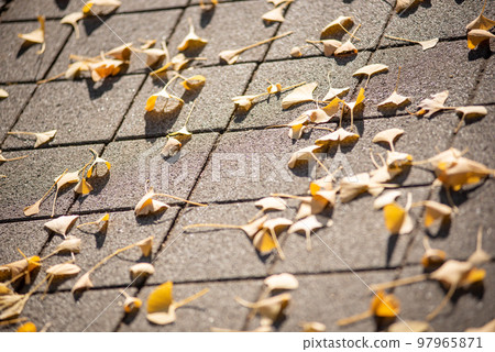 Gingko leaves basking in the setting sun that fell from the tree to the ground Gingko leaves basking in the setting sun that fell from the tree to the ground 97965871